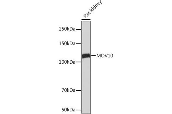 MOV10 Antikörper