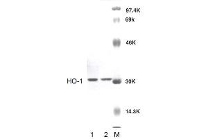 Western blot analysis of Rat Brain cell lysates showing detection of HO-1 protein using Rabbit Anti-HO-1 Polyclonal Antibody . (HMOX1 Antikörper  (APC))