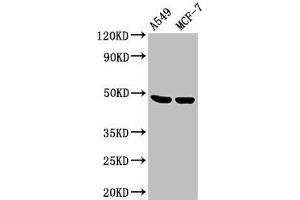 Western Blot Positive WB detected in: A549 whole cell lysate, MCF-7 whole cell lysate All lanes: LOX antibody at 3. (LOX Antikörper  (AA 174-417))