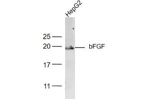 Western Blotting (WB) image for anti-Fibroblast Growth Factor 2 (Basic) (FGF2) (AA 143-250) antibody (ABIN726425)