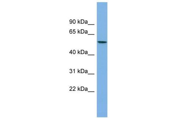 AGXT2L1 Antikörper  (Middle Region)