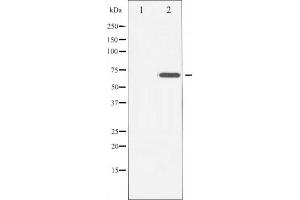 Western blot analysis of CD6 Antibody expression in Hela cells lysates. (CD6 Antikörper  (Internal Region))