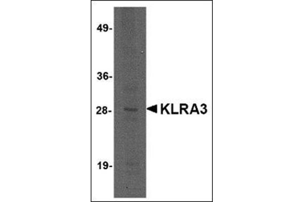 Klra3 Antikörper  (C-Term)