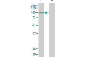 Western Blot analysis of MSH2 expression in transfected 293T cell line by MSH2 MaxPab polyclonal antibody. (MSH2 Antikörper  (AA 1-934))