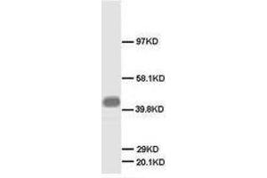 Image no. 2 for anti-Growth Associated Protein 43 (GAP43) (N-Term) antibody (ABIN1495047) (GAP43 Antikörper  (N-Term))