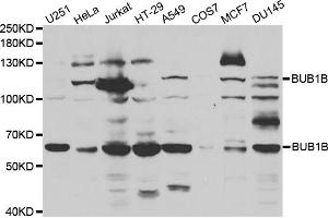 Western blot analysis of extracts of various cell lines, using BUB1B antibody (ABIN5970893) at 1/1000 dilution. (BUB1B Antikörper)
