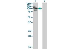 Western Blot analysis of RNF10 expression in transfected 293T cell line by RNF10 MaxPab polyclonal antibody. (RNF10 Antikörper  (AA 1-811))