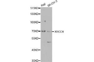 Western blot analysis of extracts of various cell lines, using XRCC6 antibody (ABIN5971106) at 1/1000 dilution. (XRCC6 Antikörper)