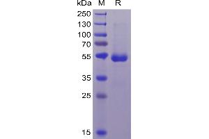 CD70 Protein (mFc-His Tag)