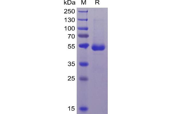 CD70 Protein (mFc-His Tag)