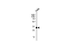 Western blot analysis of lysate from HeLa cell line, using RPS6 Antibody(Ser240/244) at 1:1000 at each lane. (RPS6 Antikörper  (Ser240, Ser244))