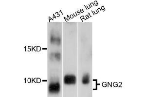Western blot analysis of extracts of various cell lines, using GNG2 antibody (ABIN5997810) at 1/1000 dilution. (GNG2 Antikörper)