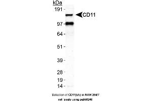 Image no. 2 for anti-Integrin alpha M (ITGAM) (AA 500-600), (Internal Region) antibody (ABIN363555) (CD11b Antikörper  (Internal Region))