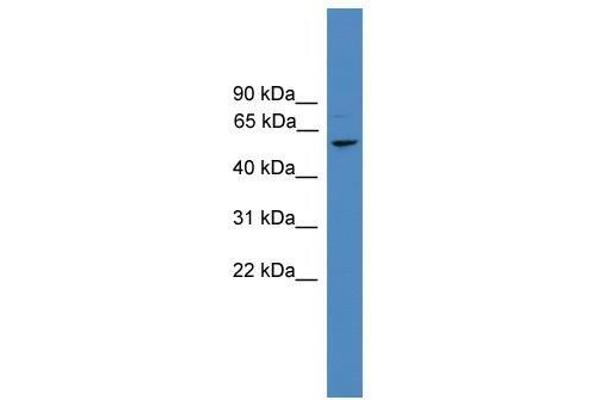 FBXL16 Antikörper  (N-Term)