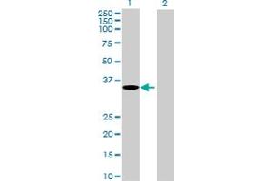 Western Blot analysis of GPRC5A expression in transfected 293T cell line by GPRC5A MaxPab polyclonal antibody. (GPRC5A Antikörper  (AA 1-357))