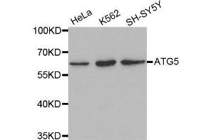Western blot analysis of extracts of various cell lines, using ATG5 antibody. (ATG5 Antikörper  (AA 1-275))