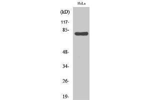 Western Blotting (WB) image for anti-Heat Shock 70kDa Protein 5 (Glucose-Regulated Protein, 78kDa) (HSPA5) (C-Term) antibody (ABIN3185100) (GRP78 Antikörper  (C-Term))