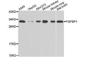 Western blot analysis of extracts of various cell lines, using FGFBP1 antibody. (FGFBP1 Antikörper  (AA 24-234))