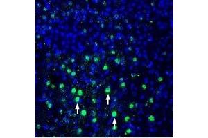 Expression of MANF in rat parietal cortex - Immunohistochemical staining of perfusion-fixed frozen rat brain sections using Anti-MANF/ARMET Antibody (ABIN7043330, ABIN7044787 and ABIN7044788), (1:600), followed by goat anti-rabbit-AlexaFluor-488 secondary antibody. (MANF Antikörper  (Mature))