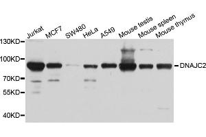 Western blot analysis of extracts of various cell lines, using DNAJC2 antibody. (DNAJC2 Antikörper)