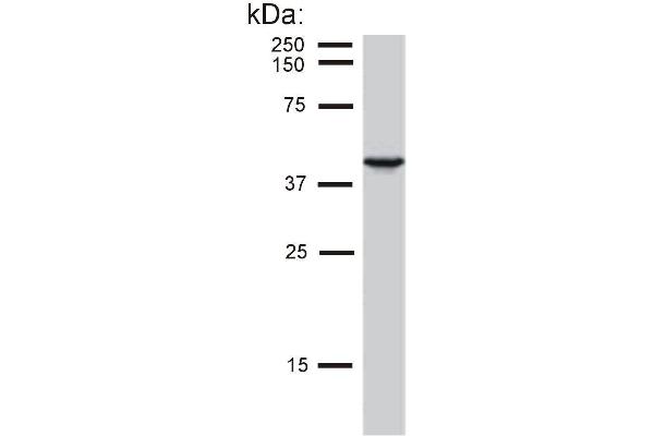 Cytokeratin 19 Antikörper