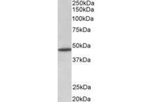 Image no. 1 for anti-G Protein-Coupled Receptor 83 (GPR83) (AA 59-71), (Extracellular Domain) antibody (ABIN1101854) (GPR83 Antikörper  (Extracellular Domain))