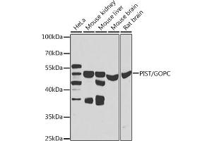 Western blot analysis of extracts of various cell lines, using PIST/PIST/GOPC antibody (ABIN6131713, ABIN6141276, ABIN6141278 and ABIN6223418) at 1:1000 dilution. (GOPC Antikörper  (AA 195-454))