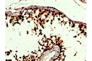 IHC image of ABIN7152350 diluted at 1:500 and staining in paraffin-embedded human testis tissue performed on a Leica BondTM system. (SOD3 Antikörper  (AA 19-160))