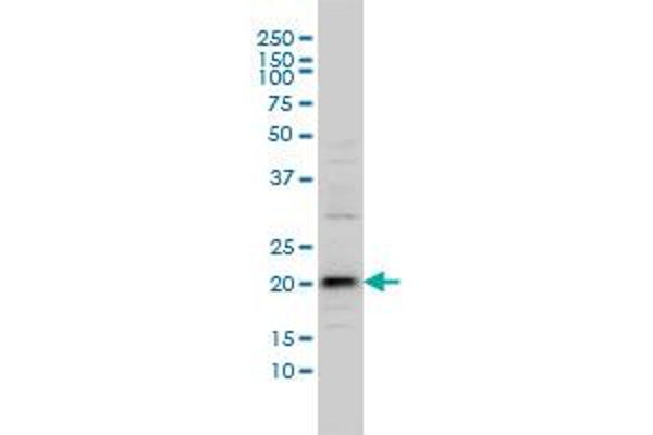 VSTM2L Antikörper  (AA 25-204)