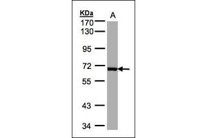 Sample(30 µg whole cell lysate). (PLK1 Antikörper)