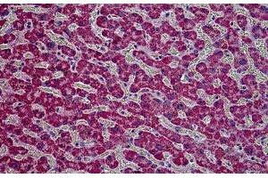 Human Kidney: Formalin-Fixed, Paraffin-Embedded (FFPE) (HYAL2 Antikörper  (AA 2-12))