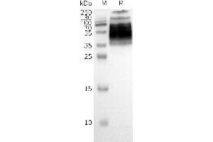 WB analysis of Human F2RL1-Nanodisc with anti-Flag monoclonal antibody at 1/5000 dilution, followed by Goat Anti-Rabbit IgG HRP at 1/5000 dilution (F2RL1 Protein)