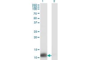 Western Blotting (WB) image for anti-Thioredoxin (TXN) (AA 1-105) antibody (ABIN563300)