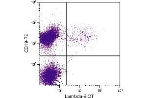 BALB/c mouse splenocytes were stained with Rat Anti-Mouse Lambda-BIOT. (Ratte anti-Maus lambda Antikörper (Biotin))