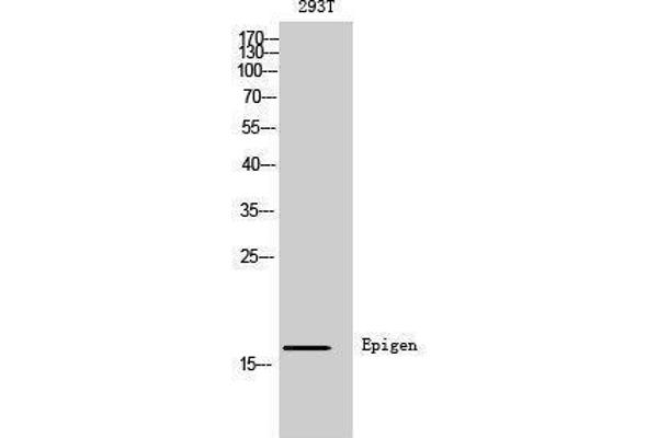 Epigen Antikörper  (Internal Region)