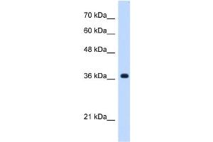 C19ORF47 antibody used at 0. (C19orf47 Antikörper  (C-Term))