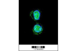 Confocal immunofluorescent analysis of HOXA10 Antibody with HepG2 cell followed by Alexa Fluor 488-conjugated goat anti-rabbit lgG (green). (HOXA10 Antikörper  (AA 244-271))