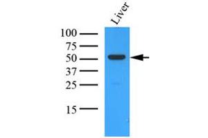 Western Blotting (WB) image for anti-Ornithine Aminotransferase (OAT) (AA 33-439) antibody (ABIN487353) (OAT Antikörper  (AA 33-439))