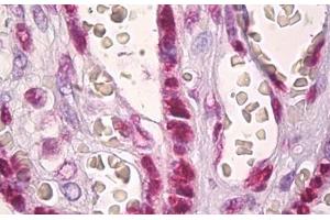 Anti-Histone H2A antibody IHC staining of human placenta. (Histone H2A Antikörper  (AA 1-50))