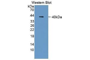 Western Blotting (WB) image for anti-Cathepsin L1 (CTSL1) (AA 18-113) antibody (ABIN1172737) (Cathepsin L Antikörper  (AA 18-113))