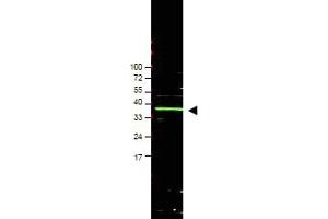 Western blot using anti-Bmi1 antibody ABIN118020 shows detection of a band ~37 kDa corresponding to human Bmi1 (arrowhead). (BMI1 Antikörper  (AA 252-264))