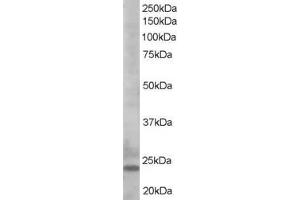 ABIN185253 staining (0. (BIM Antikörper  (C-Term))