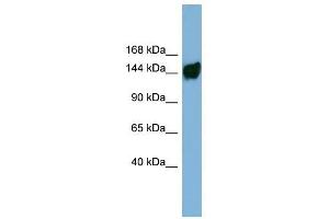 AASDH antibody used at 1 ug/ml to detect target protein. (AASDH Antikörper  (Middle Region))