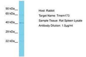 Image no. 1 for anti-Transmembrane Protein 173 (TMEM173) (AA 268-317) antibody (ABIN6750406) (STING/TMEM173 Antikörper  (AA 268-317))