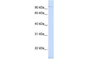 ZNF598 antibody used at 0. (ZNF598 Antikörper  (Middle Region))