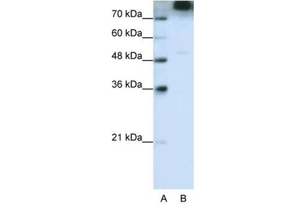 EIF3B Antikörper  (C-Term)