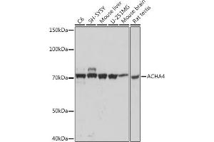 Western blot analysis of extracts of various cell lines, using  Rabbit mAb (ABIN1512640, ABIN7101309, ABIN7101310 and ABIN7101311) at 1:1000 dilution. (CHRNA4 Antikörper)