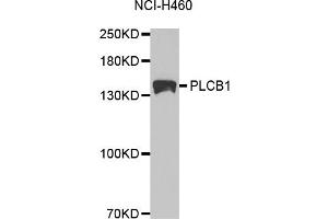 Western blot analysis of extracts of NCI-H460 cells, using PLCB1 antibody (ABIN5971022) at 1/1000 dilution. (Phospholipase C beta 1 Antikörper)