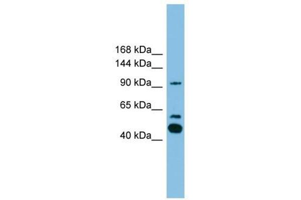 PLA2G4E Antikörper  (C-Term)