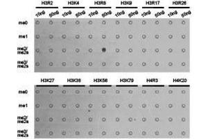 Western Blotting (WB) image for anti-Histone 3 (H3) (H3R8me2a) antibody (ABIN1873016) (Histone 3 Antikörper  (H3R8me2a))